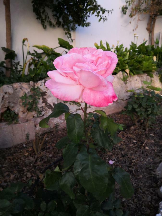 Finca Sa Cova De Mallorca Sencelles Exterior photo